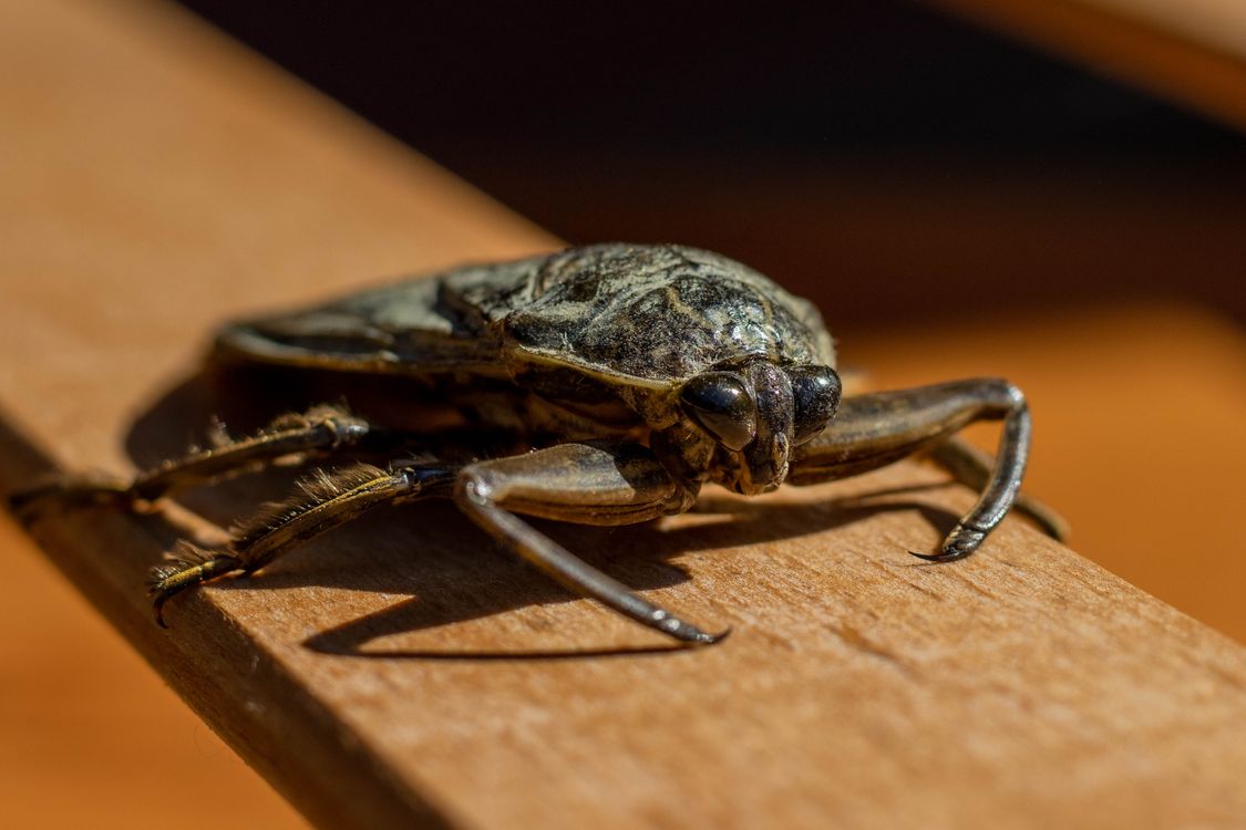 A Close-Up Shot of a Giant Water Bug · Free Stock Photo
