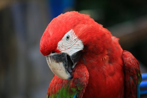 Free stock photo of ara macao, macaw, neotropical parrots
