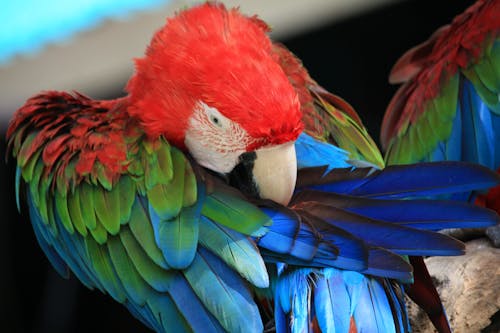 Free stock photo of ara macao, macaw, neotropical parrots