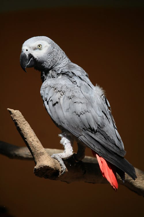 
A Close-Up Shot of a Grey Parrot