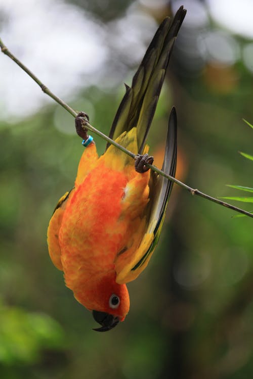 Free stock photo of aratinga solstitialis, parrot, sun conure
