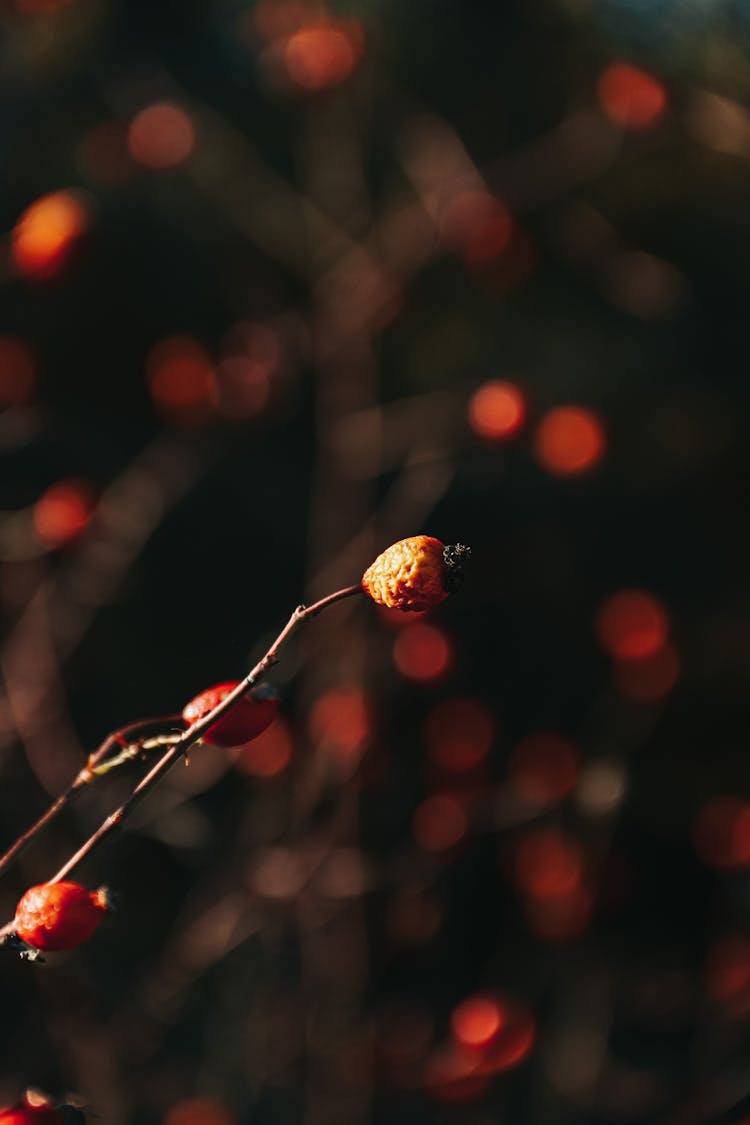 Dried Up Fruit At End Of Twig