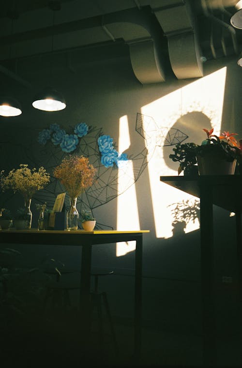 Základová fotografie zdarma na téma domácí interiér, domácí pokoj, hrnková rostlina
