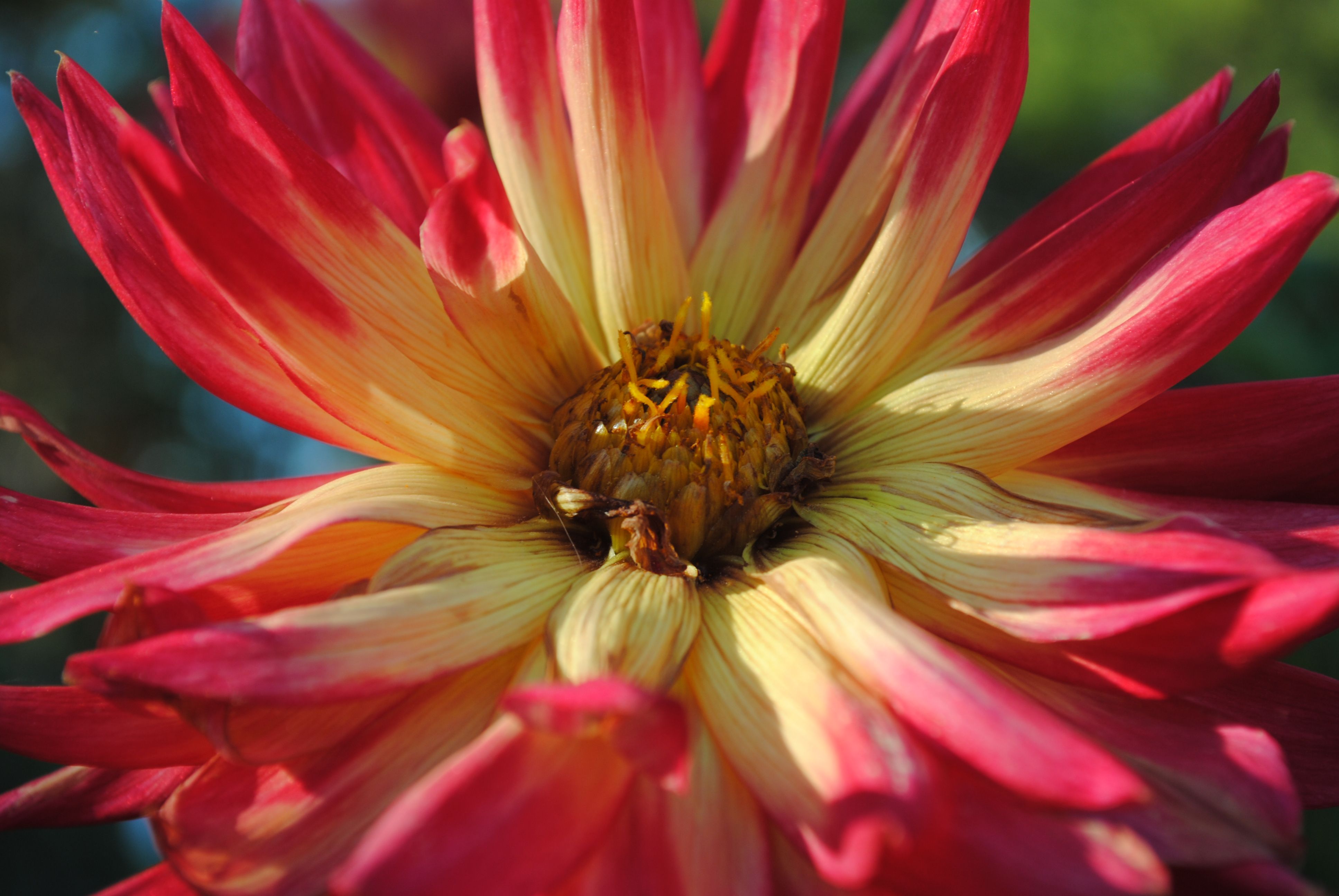 Dahlia Flower in Close Up Photography · Free Stock Photo