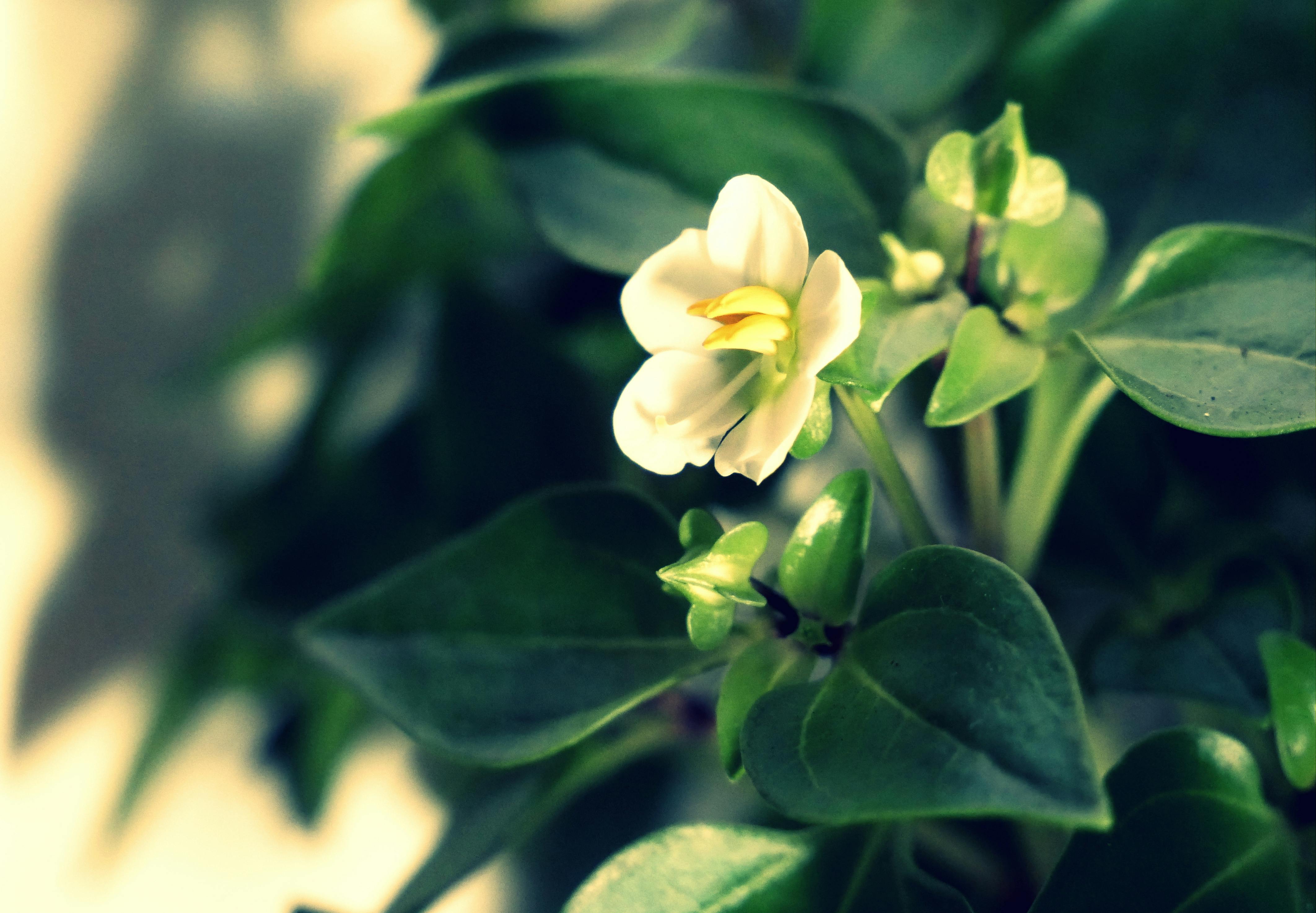 Catedral de Santa Sofía en Kiev