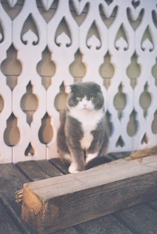 Gray and White Cat on Brown Wooden Floor