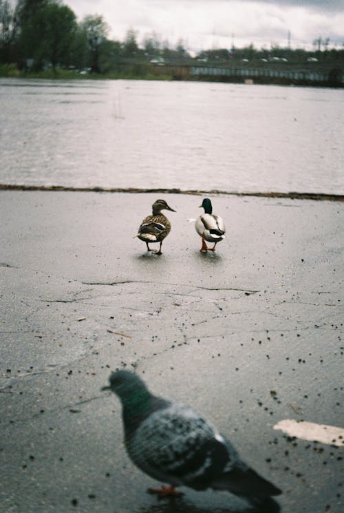 Pigeon and Ducks on Lakeside