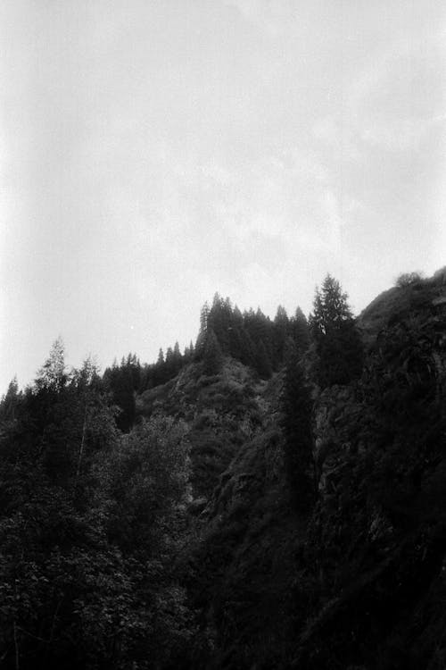 Green Trees Under White Sky