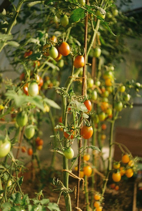Photograph of Plants with Unripe Tomatoes