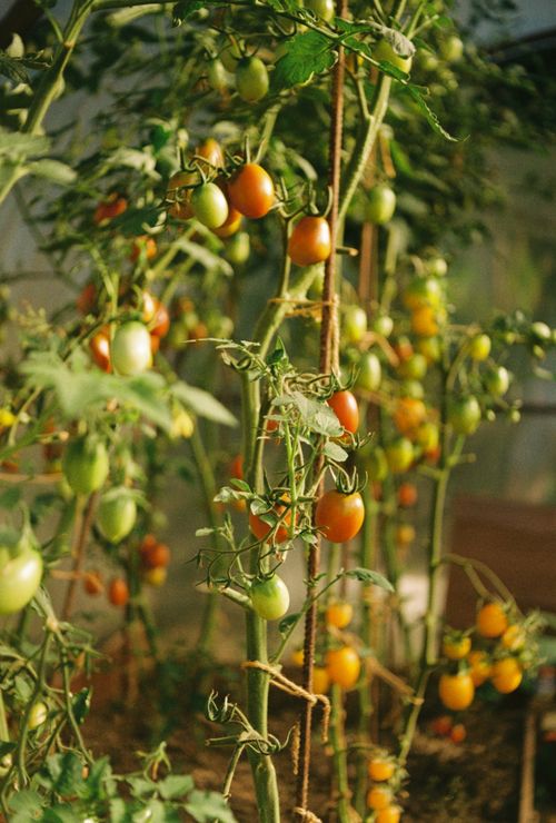 Free Tomato plants with both ripe and unripe fruits growing vertically in a sunny greenhouse. Stock Photo