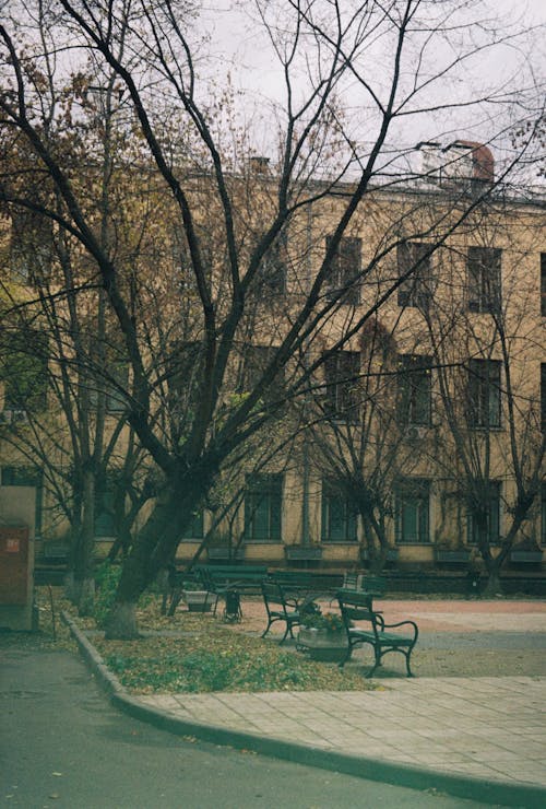  Bare Trees Near Concrete Building 