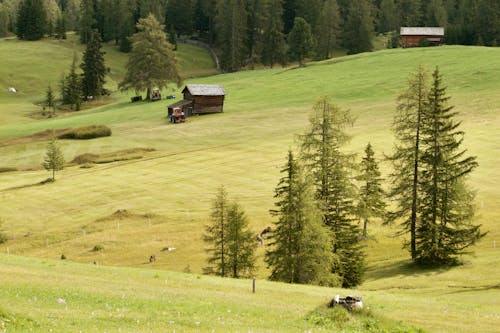 Gratuit Imagine de stoc gratuită din arbori, dealuri, Italia Fotografie de stoc