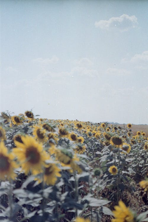 Blooming Sunflower Field
