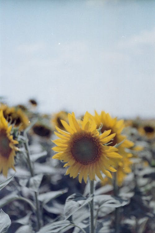 Бесплатное стоковое фото с вертикальный выстрел, желтый цветок, крупный план