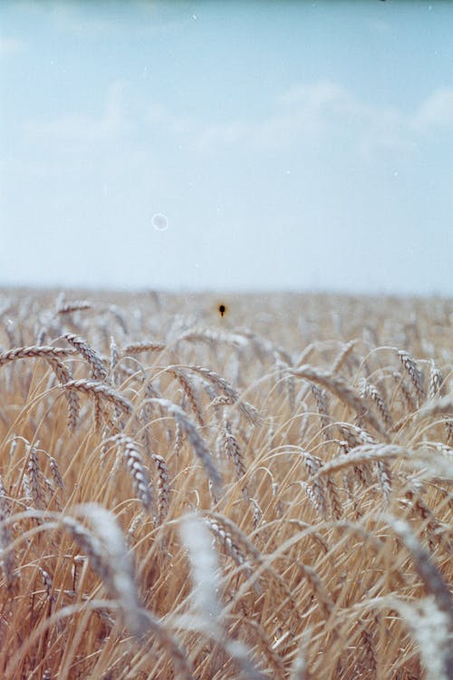 Безкоштовне стокове фото на тему «вертикальні постріл, пахотні угіддя, пшеничне поле» стокове фото