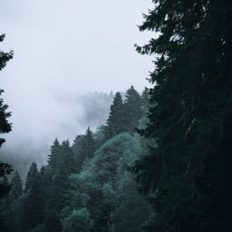 dark nature background tumblr