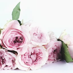 デコレーション バラ バラの花びらの無料の写真素材