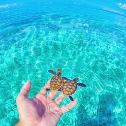 オレンジの花 オレンジ色の花 トロピカルの無料の写真素材