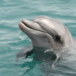 Free Stock Photo Of Animals Dolphin Dolphins