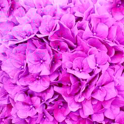 ジューシー チェリートマト トマトの無料の写真素材