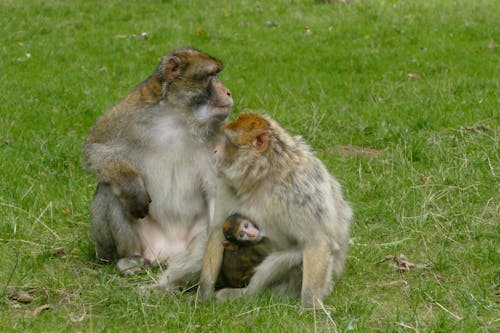 Barbary Macaques (Macaca sylvanus) on Grass