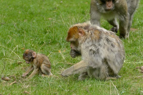 Barbary Macaques on Grass
