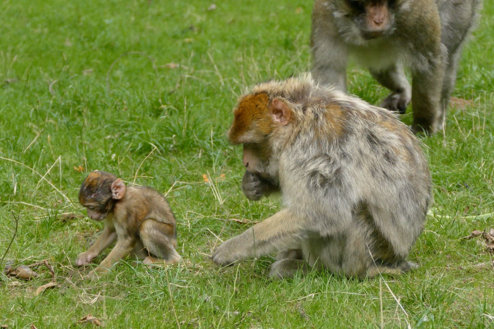 Macaque Infested Itching Macaque Free Stock Video Footage, Royalty-Free 4K & HD Video Clip