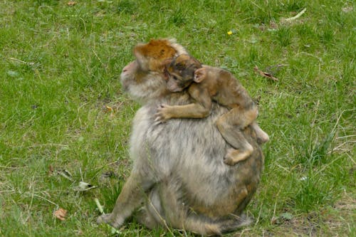 Barbary Macaque with Young in Grassy Field