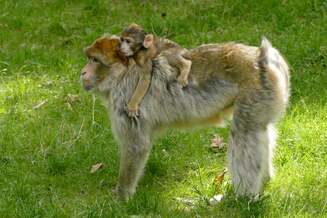 barbary macaque with young in grassy field