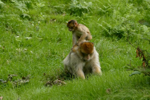 Barbary Macaque (Macaca sylvanus) Family on Grass