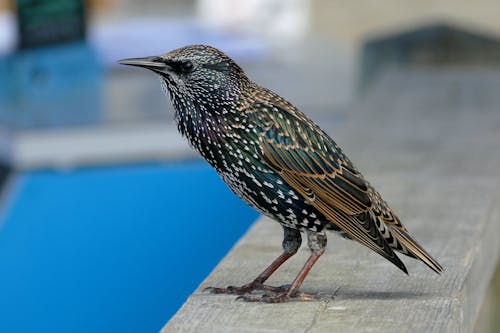 A Starling Bird Perched on a Wood 