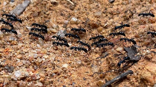 Close Up Shot of Black Ants 
