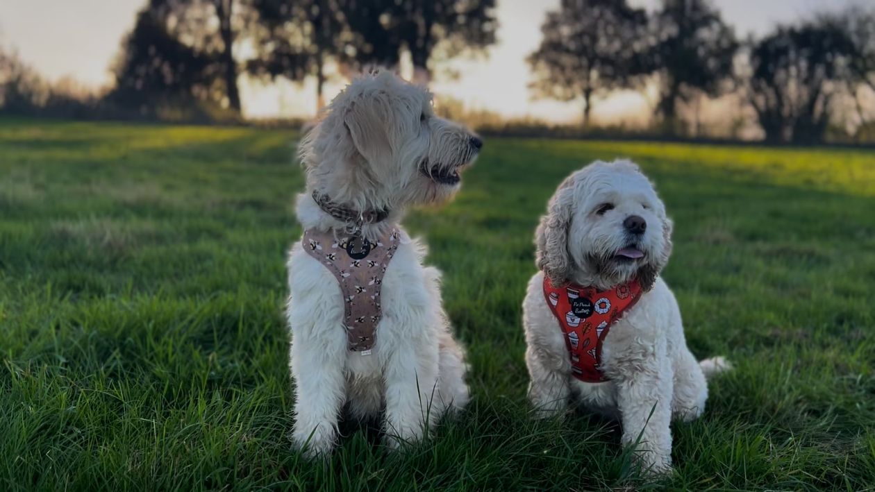 Two White Dogs Sitting on Lawn in Park Free Stock Video Footage ...