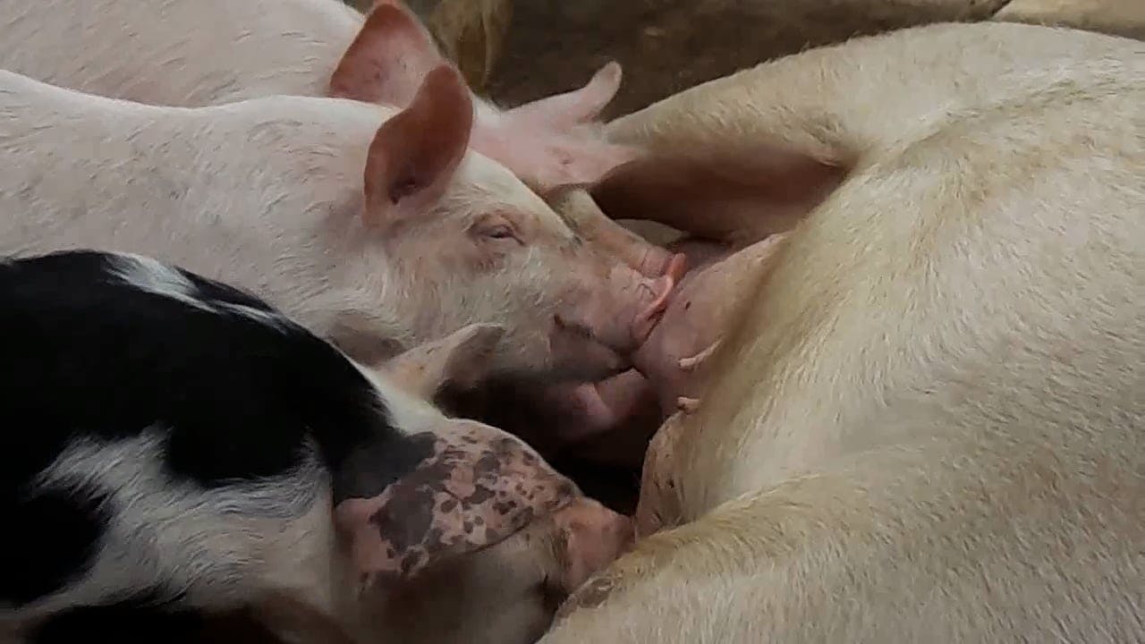 Davidsfarm Pig Video