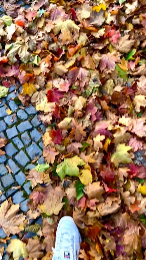 View on Leaves on Sidewalk 