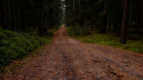 Forest Ground Road