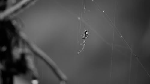 Close up on Spider in Rain