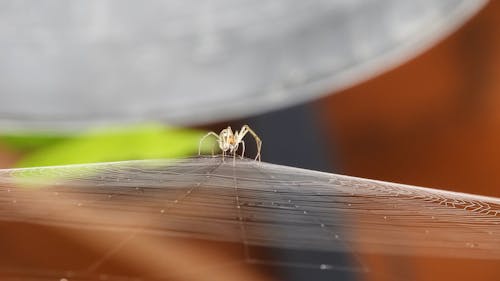 Close-up of Spider on Web