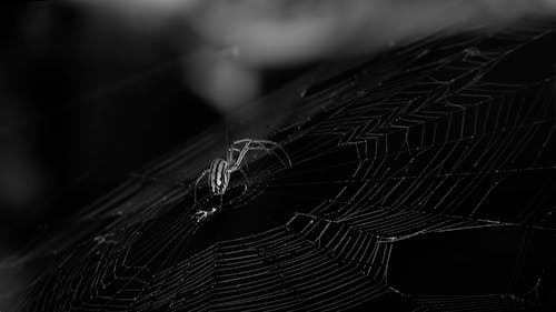 Close-up of Spider in Grayscale
