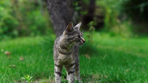 Tabby Cat on Green Lawn