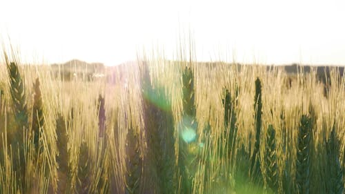 Sunlight over Wheat Field