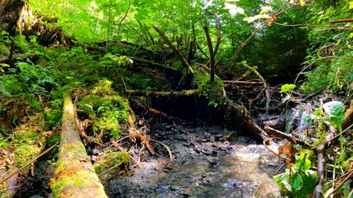 Stream in Lush Green Forest
