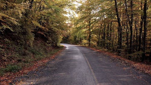 An Empty Road in a Forest