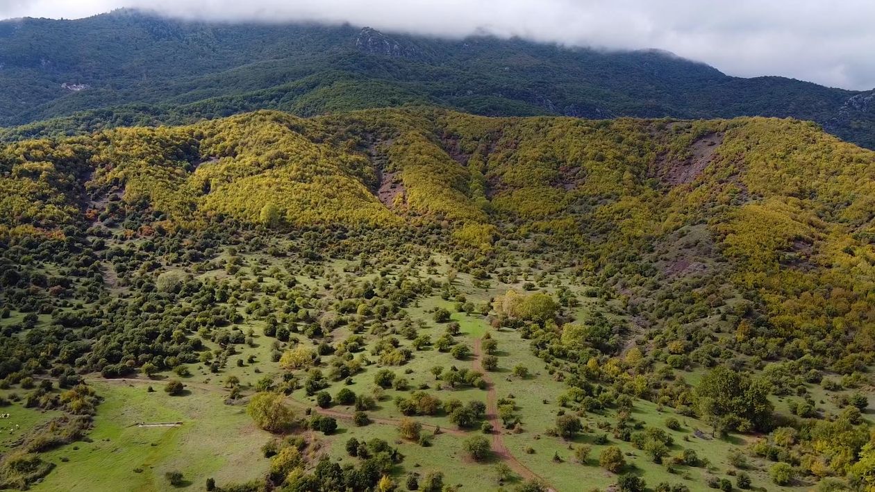 Drone Footage of Trees in a Forest Free Stock Video Footage, Royalty ...