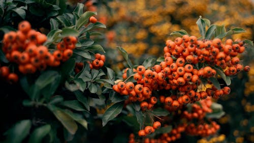 Rowan berries on Tree in Autumn