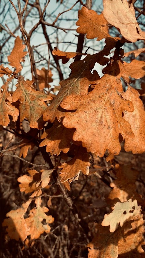 Autumn Leaves in Tree