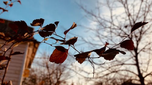 Autumn Leaves on Small Branch