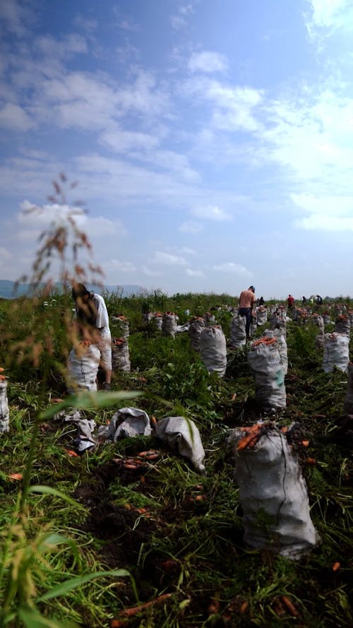 Carrots Being Harvested at Farm