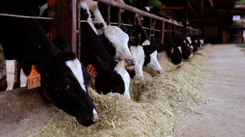 Group of Cattle Feeding at Farm