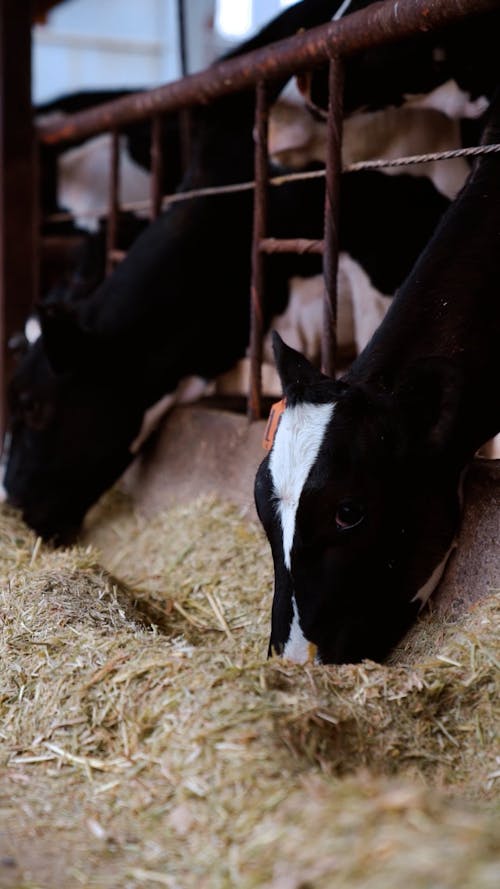 Group of Cattle Feeding at Farm